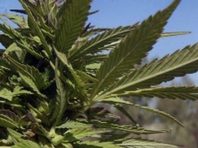 Akins v Chorvátsku s pozitívnym testom na THC